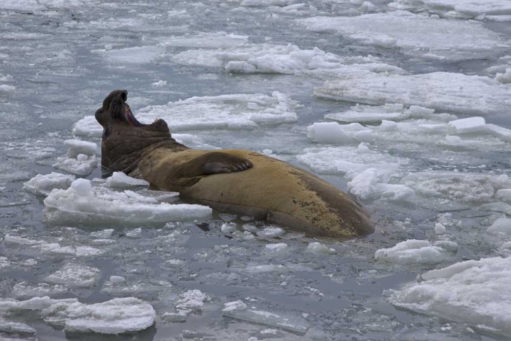 South Georgia Island Bull elephant seal in sea